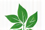 Eco Materials Supplier Logo